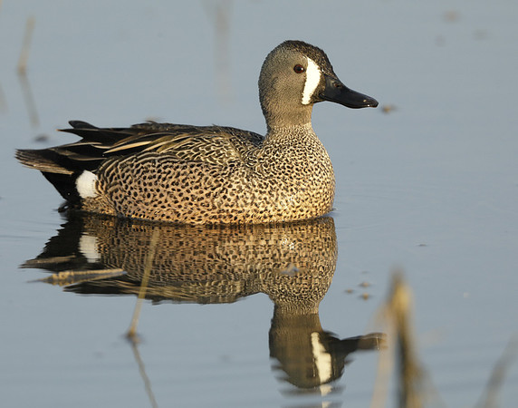 Blue-winged Teal Spatula discors