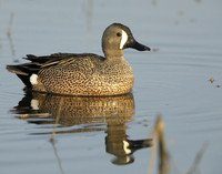 Blue-winged Teal Spatula discors