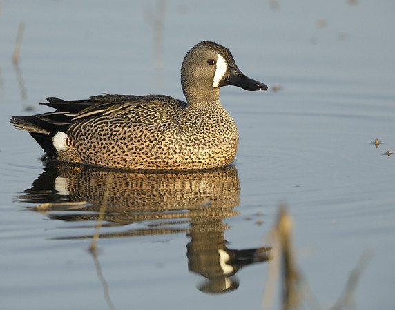 Blue-winged Teal Spatula discors