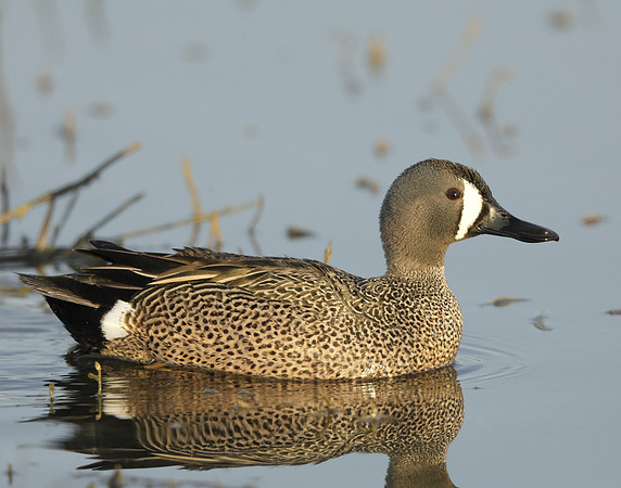 Blue-winged Teal Spatula discors