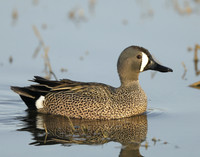 Blue-winged Teal Spatula discors