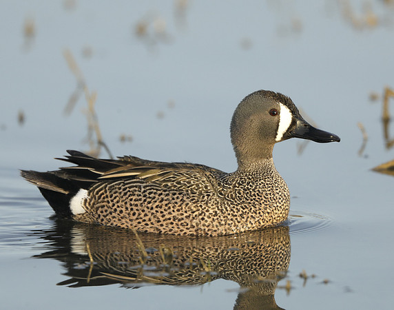 Blue-winged Teal Spatula discors