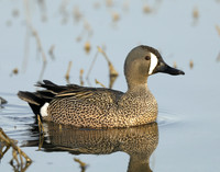 Blue-winged Teal Spatula discors