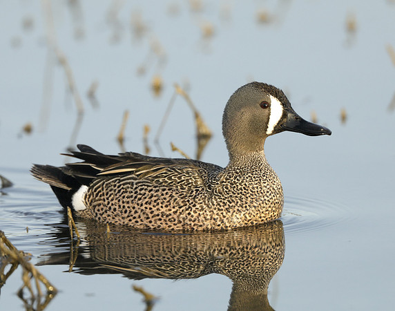Blue-winged Teal Spatula discors