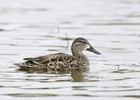 Blue-winged Teal Spatula discors