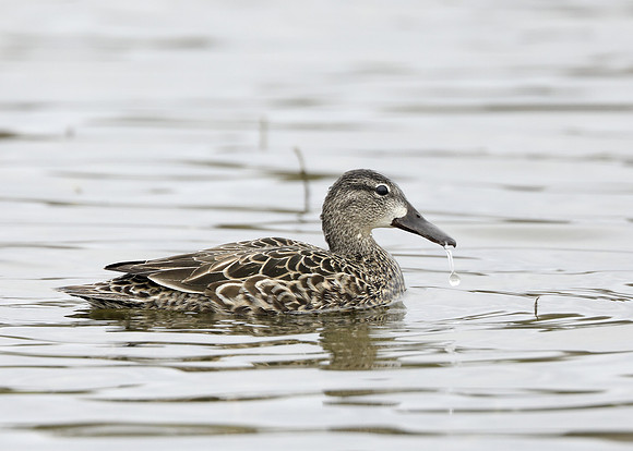 Blue-winged Teal Spatula discors