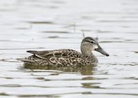 Blue-winged Teal Spatula discors