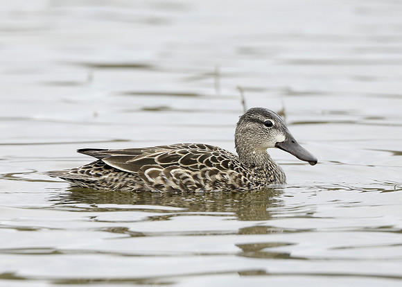 Blue-winged Teal Spatula discors
