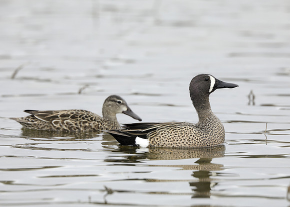 Blue-winged Teal Spatula discors