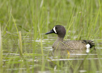 Blue-winged Teal Spatula discors