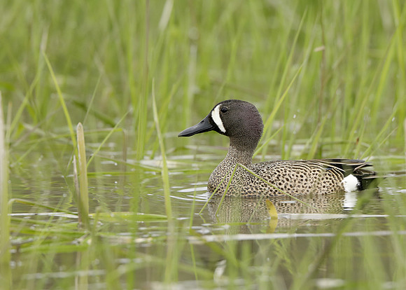 Blue-winged Teal Spatula discors