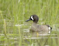 Blue-winged Teal Spatula discors