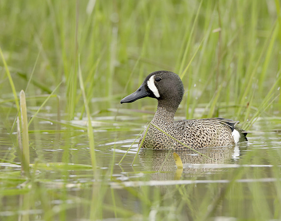 Blue-winged Teal Spatula discors