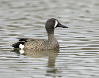 Blue-winged Teal Spatula discors