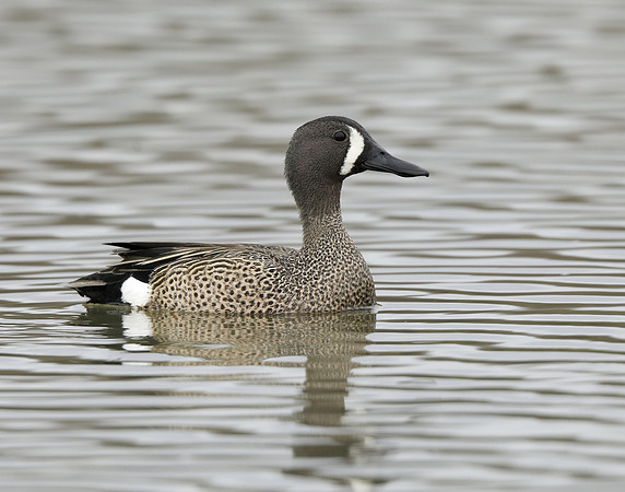 Blue-winged Teal Spatula discors