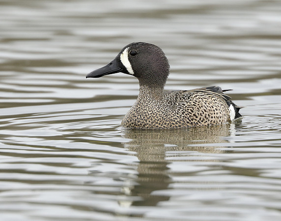 Blue-winged Teal Spatula discors
