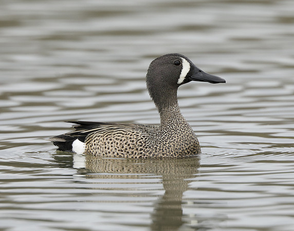 Blue-winged Teal Spatula discors
