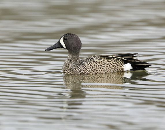 Blue-winged Teal Spatula discors
