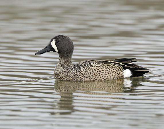 Blue-winged Teal Spatula discors