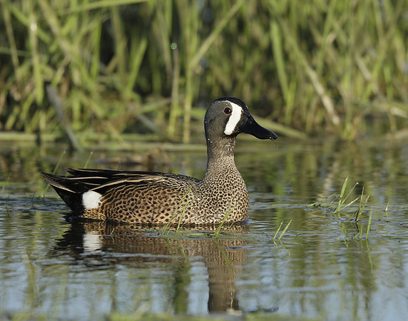 Blue-winged Teal Spatula discors
