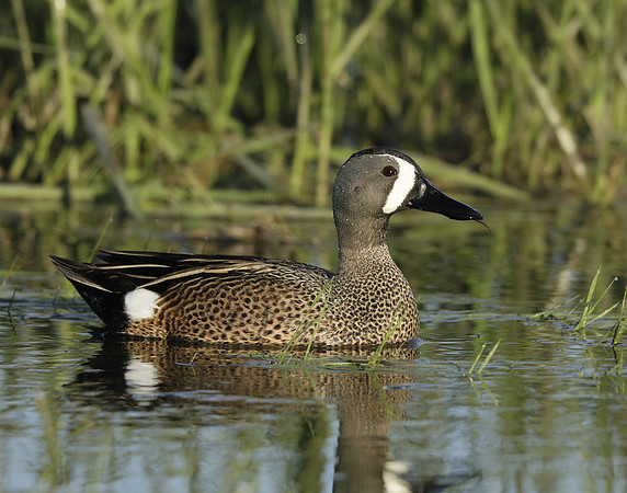 Blue-winged Teal Spatula discors