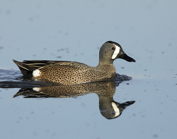 Blue-winged Teal Spatula discors