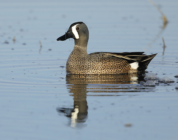 Blue-winged Teal Spatula discors
