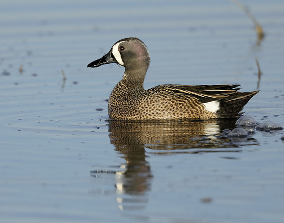 Blue-winged Teal Spatula discors