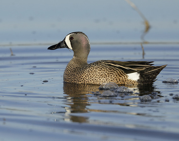 Blue-winged Teal Spatula discors