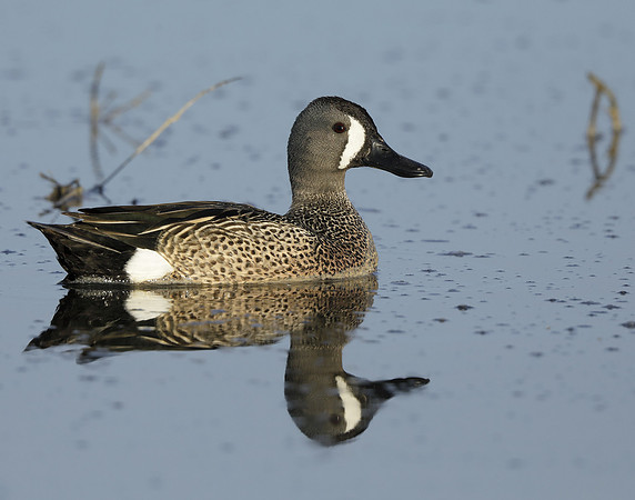 Blue-winged Teal Spatula discors