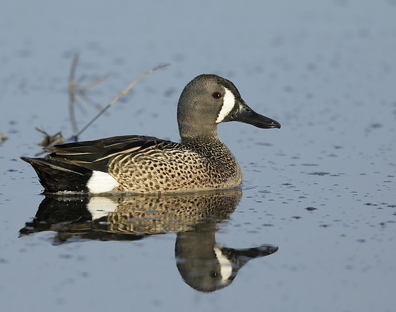 Blue-winged Teal Spatula discors