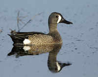Blue-winged Teal Spatula discors