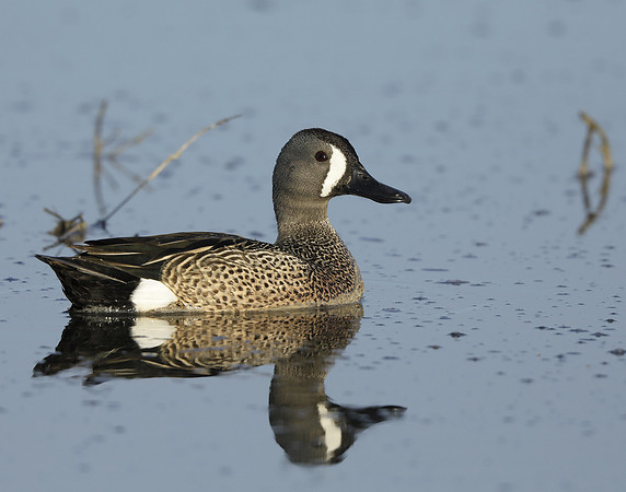 Blue-winged Teal Spatula discors