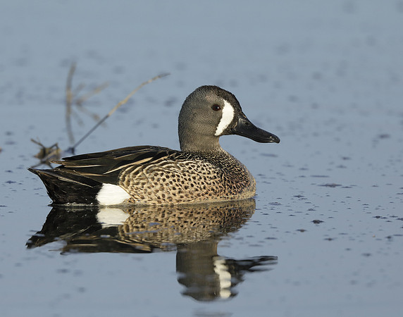 Blue-winged Teal Spatula discors