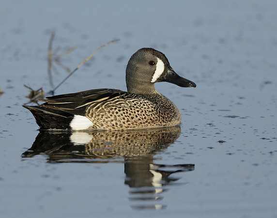 Blue-winged Teal Spatula discors