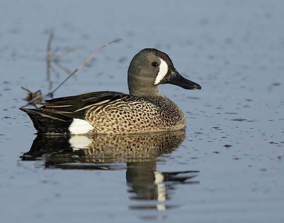 Blue-winged Teal Spatula discors
