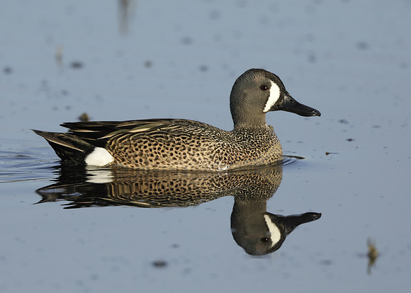 Blue-winged Teal Spatula discors