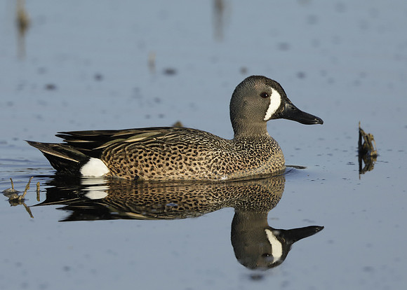 Blue-winged Teal Spatula discors