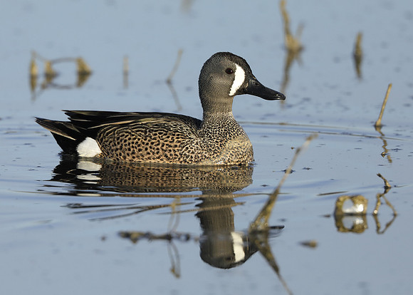 Blue-winged Teal Spatula discors