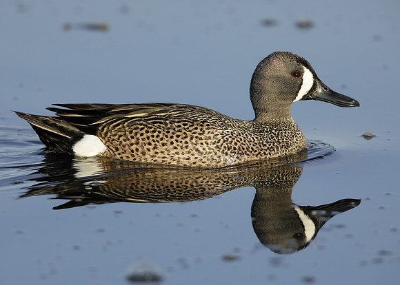 Blue-winged Teal Spatula discors