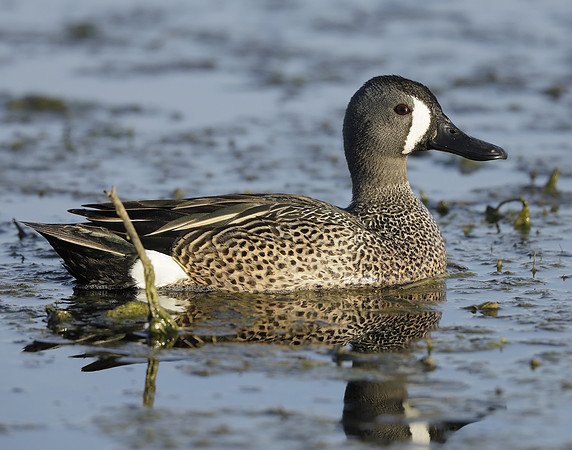 Blue-winged Teal Spatula discors