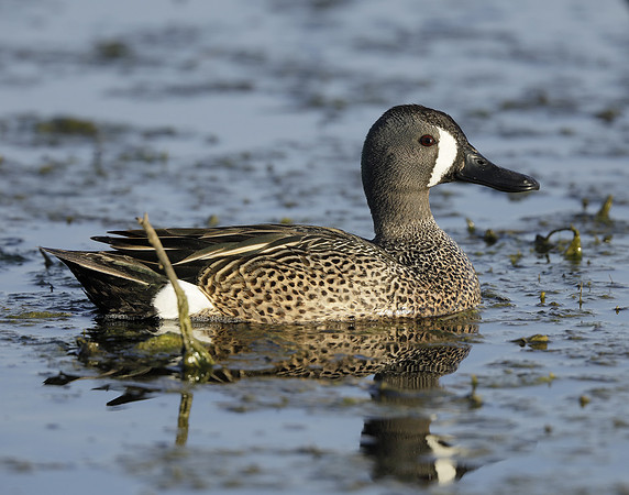 Blue-winged Teal Spatula discors