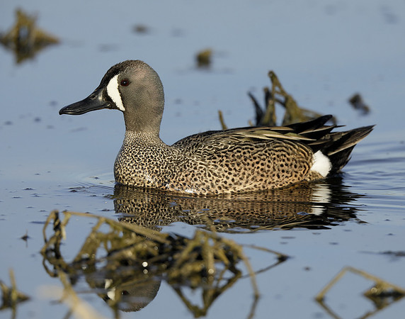 Blue-winged Teal Spatula discors