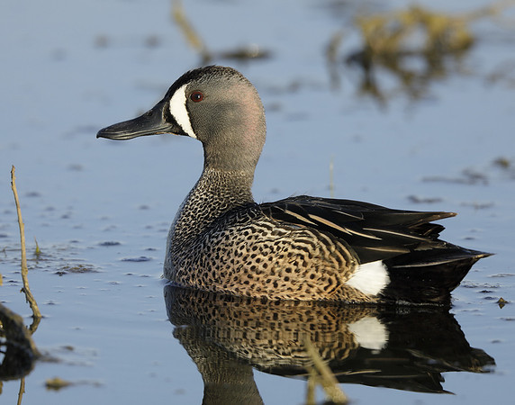 Blue-winged Teal Spatula discors