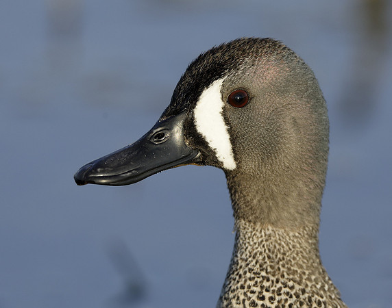 Blue-winged Teal Spatula discors