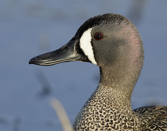 Blue-winged Teal Spatula discors