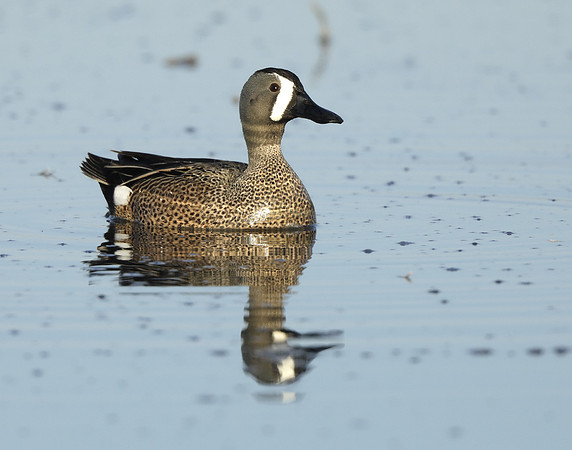 Blue-winged Teal Spatula discors