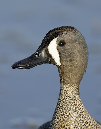 Blue-winged Teal Spatula discors