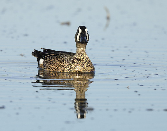 Blue-winged Teal Spatula discors