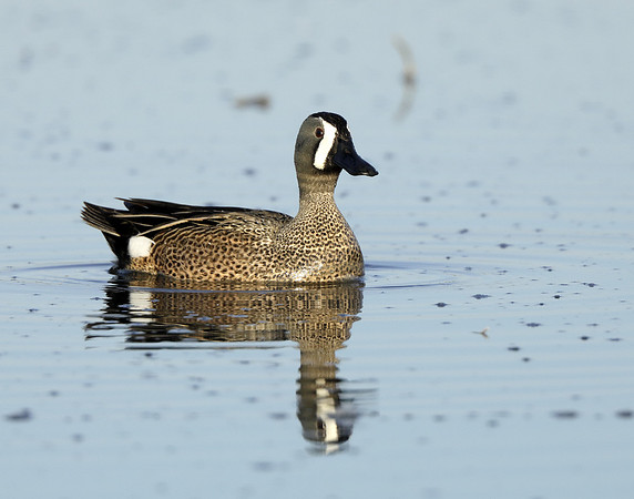 Blue-winged Teal Spatula discors